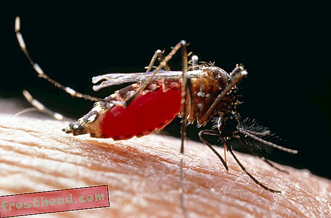 Комарите убиват повече хора, отколкото човешките убийци