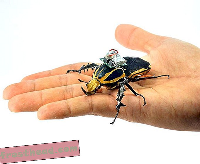 Cercetătorii fac din gândacii Cyborg o realitate