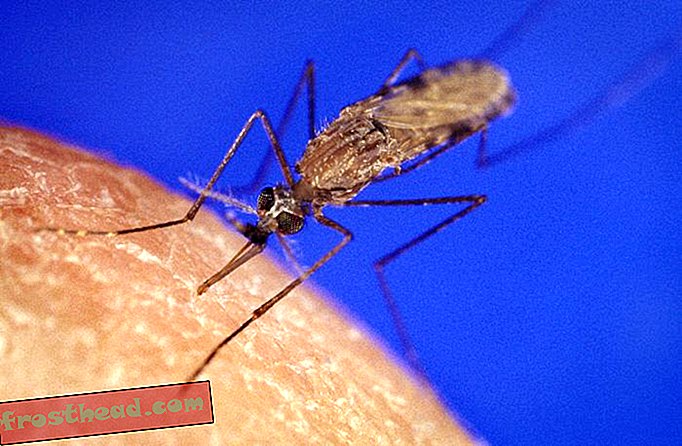 Genkørsteknologi eliminerer befolkningen, der overfører malaria