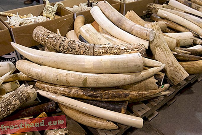 Γιατί ο καθένας από τους συντηρητικούς στο Yao Ming στον Andrew Cuomo υποστηρίζει την απαγόρευση πωλήσεων ελεφαντόδοντου