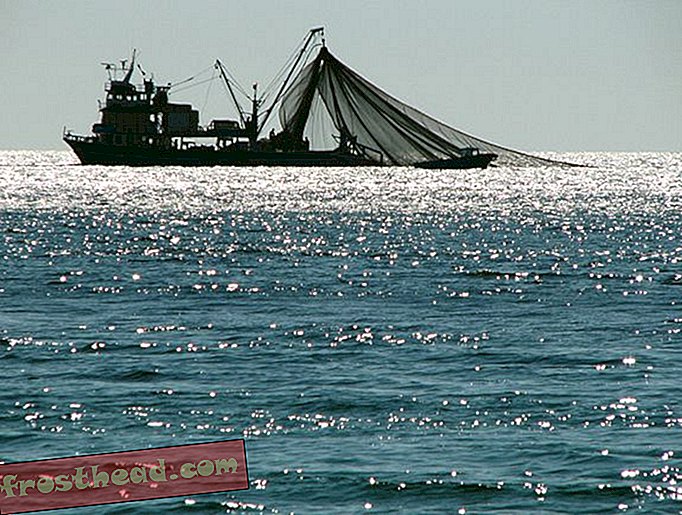 A kivilágított menekülési luuk segíthetnek a kis halak menekülésére vonóhálós hajók hálójában