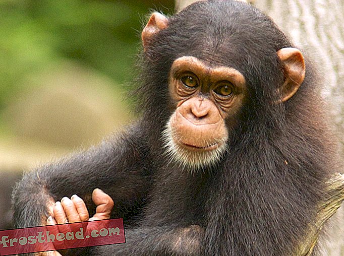 Amerikanske tilskud er fanget af sjimpanser til truede arter, hvilket forbyder mest forskning på dem