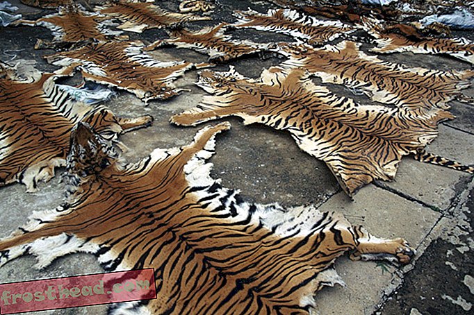 चीन आखिरकार अपने छायादार बाघ त्वचा व्यापार के बारे में आया