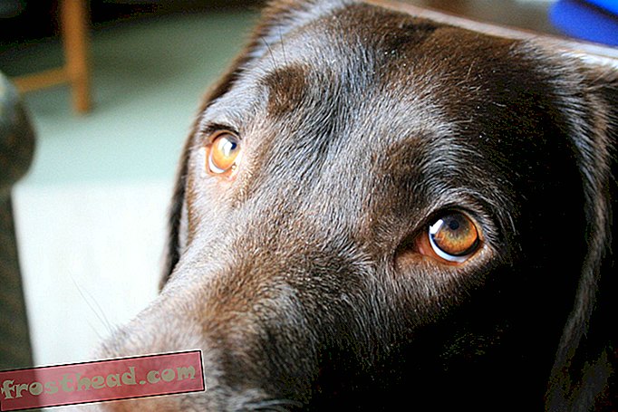 intelligente Nachrichten, intelligente Nachrichtenwissenschaft - Hunde haben einen besonderen Muskel entwickelt, mit dem sie 'Puppy Dog Eyes' machen können