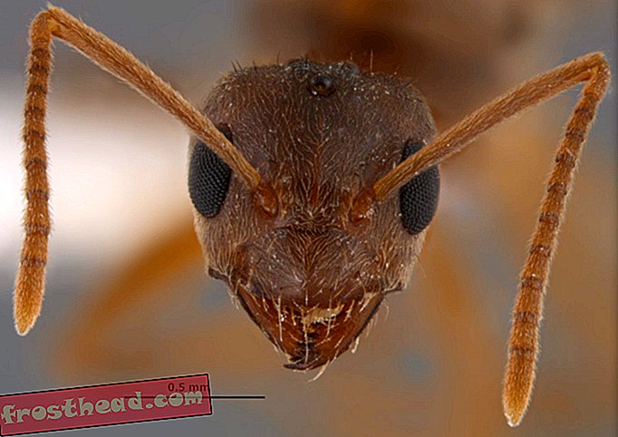 आक्रामक पागल चींटियों दक्षिण में आक्रामक आग चींटियों खा रहे हैं