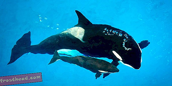 Letzter bei SeaWorld geborener Orca stirbt