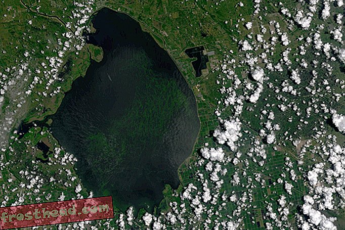 inteligentne wiadomości, inteligentne wiadomości naukowe - Toksyczne zakwity glonów rozprzestrzeniają się na wodnych drogach Florydy