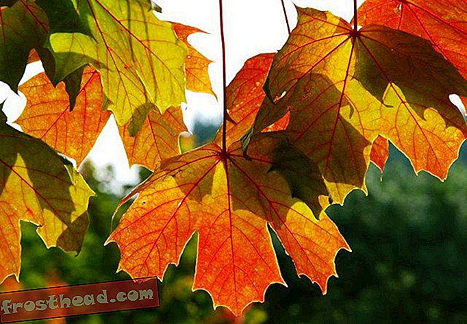 Warum ist die Herbstfarbe in Teilen der USA in diesem Jahr so ​​meh gewesen?