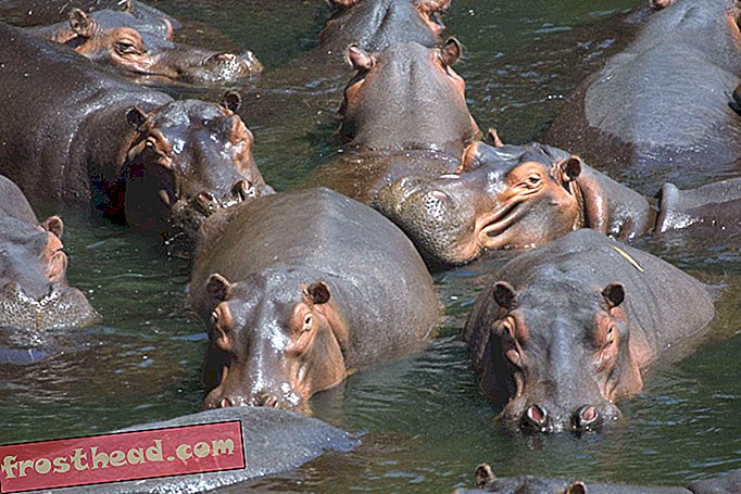 Wabah Anthrax Mungkin Disebabkan Mass Die-off daripada Hippos di Namibia-berita pintar, sains berita pintar