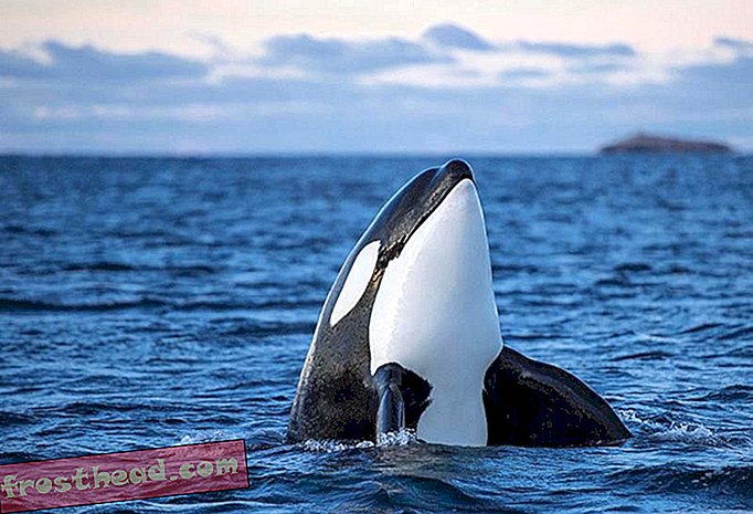 Store hvide hajer er fuldstændig skræmmede over orcas