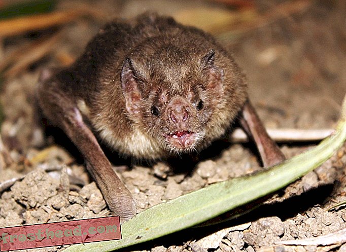 Cómo los murciélagos vampiros pueden sobrevivir con una dieta de sangre