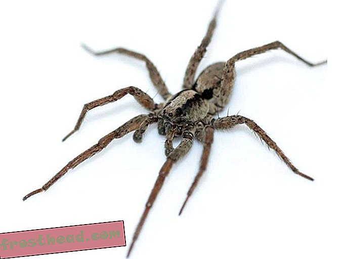 Dengarkan Dulcet Purr of a Wolf Spider