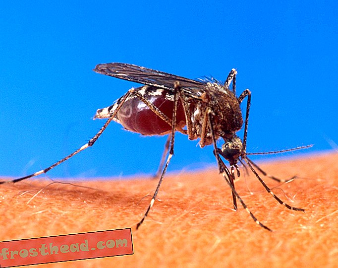 Вирус кључа од Борца над комарцима пронађен је код људи први пут-паметне вести, паметне науке о вестима