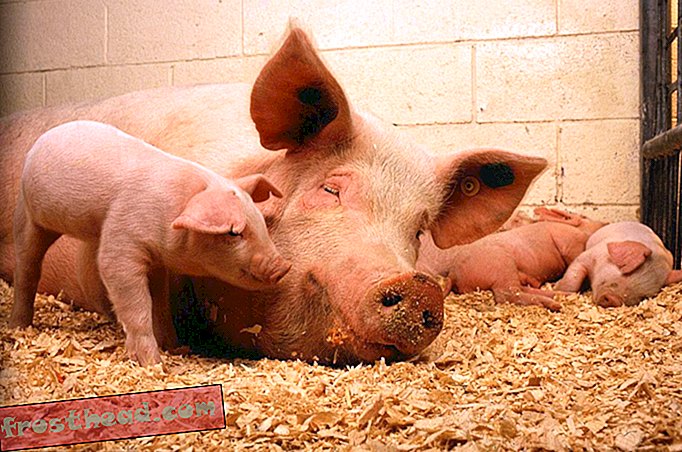 Porcos não são tão domesticados quanto as pessoas já pensaram
