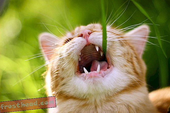 berita pintar, ilmu berita pintar - Peneliti Berpikir Mereka Tahu Mengapa Kucing Makan Rumput