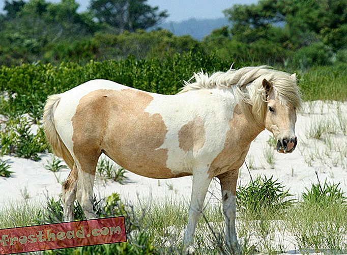 Moeraskanker doodt zeven van Chincoteague's geliefde wilde pony's