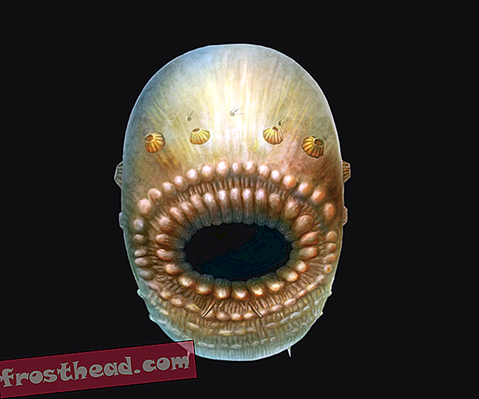 Morsko stvorenje nalik vrećici, morsko stvorenje s velikim ustima moglo bi biti najraniji čovjekov predak