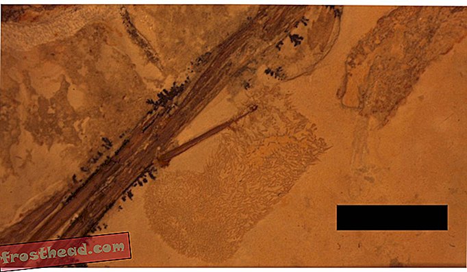 noticias inteligentes, ciencia de noticias inteligentes - La caca fosilizada es rara, la caca fosilizada dentro de un dinosaurio fosilizado es aún más rara