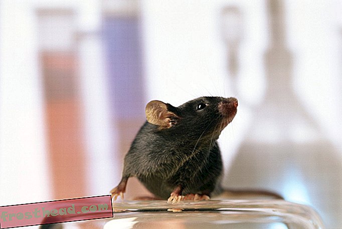 Potpuno funkcionalan timus odrastao u mišu