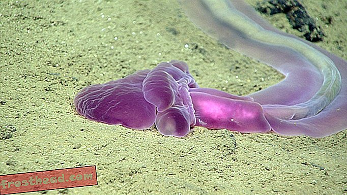 Миссия в Марианскую впадину записывает десятки безумных глубоководных существ