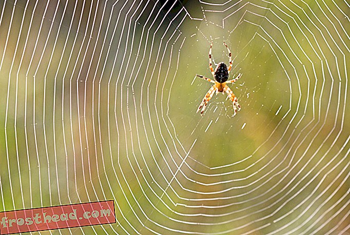 älykkäät uutiset, älykkäät uutiset - Hämähäkit saavat tietoa verkkojensa tärinästä