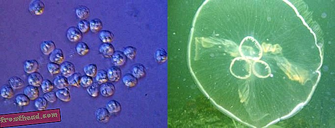 Ce parasite est vraiment une micro-méduse