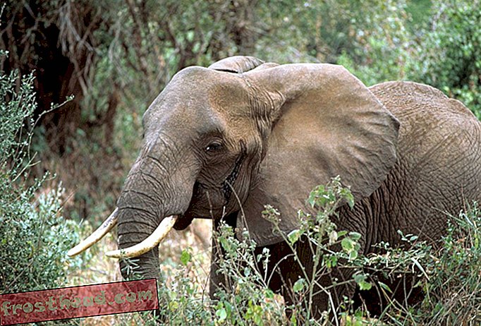 Nouvelles intelligentes, science de l'information intelligente - Les États-Unis interdisent l'importation de trophées d'éléphants d'Afrique