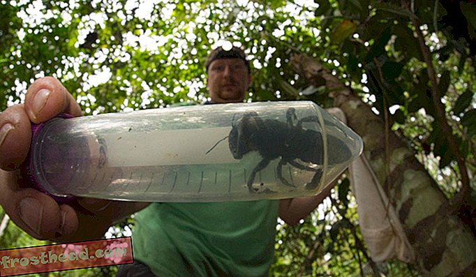 Největší včela na světě poprvé spatřená v dekádách