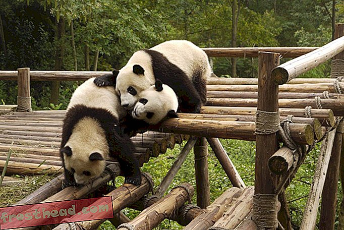 Divovske pande više nisu ugrožene, ali su još uvijek u opasnosti