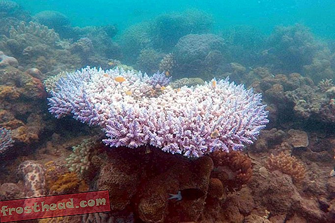 La Grande Barrière de Corail se prépare à un autre événement de blanchiment massif