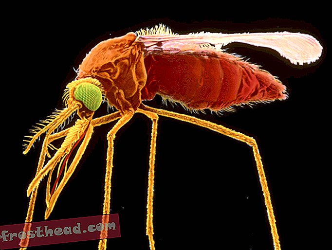 Παράσιτοι της ελονοσίας μπορούν να κάνουν τους μολυσμένους οικοδεσπότες τους, μυρίζοντας το Tastier για τα κουνούπια