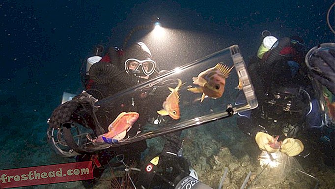 intelligens hír, intelligens hír tudomány - Több mint 100 új tengeri fajt fedeztek fel a Fülöp-szigeteken