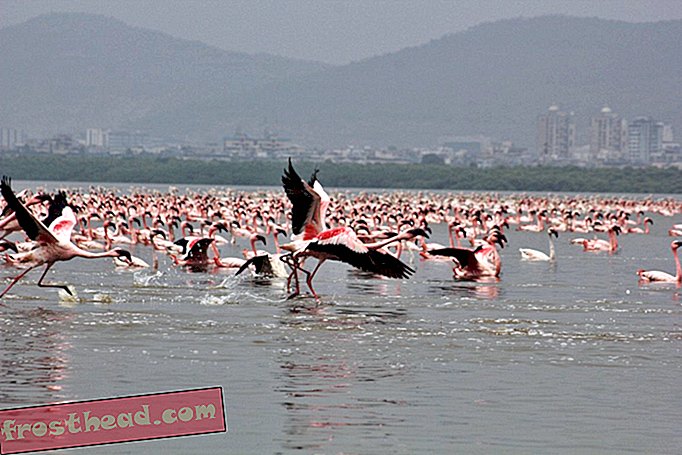 Защо Фламинго се стигна до Мумбай в рекордни номера тази зима?