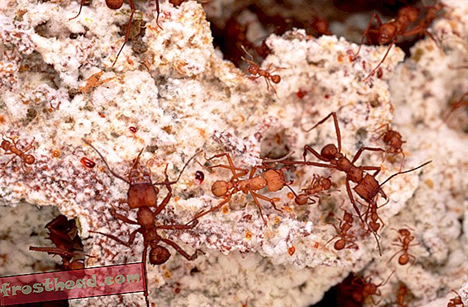 Toekomstige antibiotica voor mensen kunnen uit Ant Fungus Gardens komen