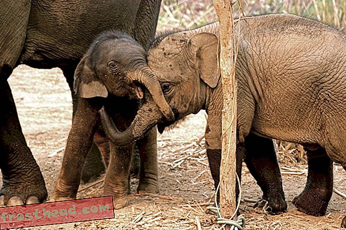 Az emberekhez hasonlóan az elefántok egymást is vigasztalják, amikor az idő keményebbé válik-intelligens hír, intelligens hír tudomány