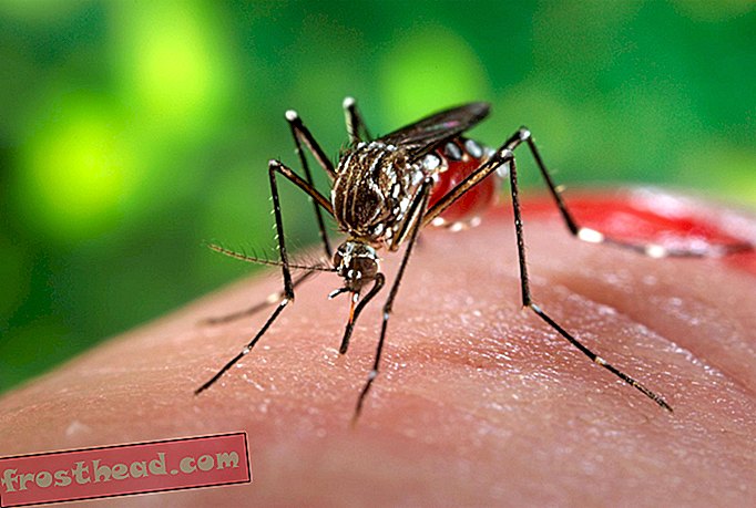 יתושים יכולים להריח את הזיעה שלך