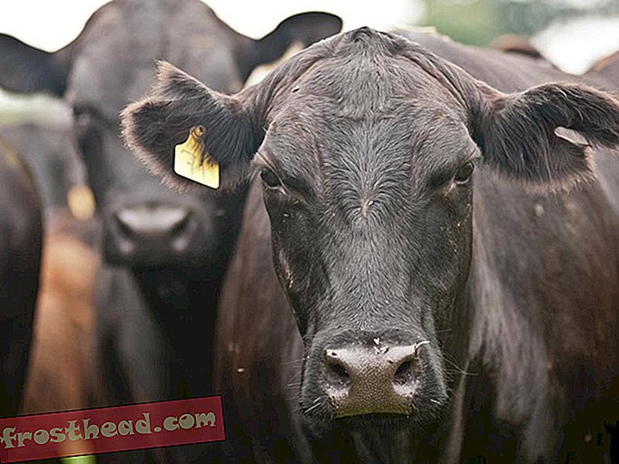 älykkäät uutiset, älykkäät uutiset - Tutkijat yrittävät geneettisesti muokata lehmiä pysymään viileinä
