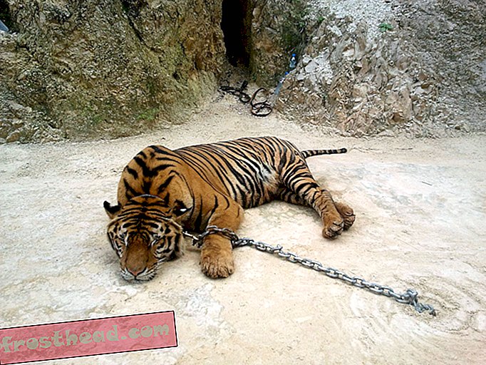 Les "tigres de temple" controversés de Thaïlande sont enfin libres