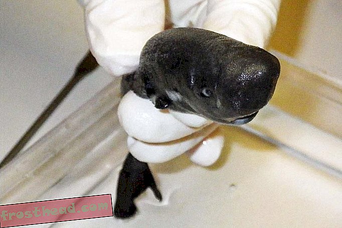 slim nieuws, slimme nieuwswetenschap - Deze nieuwe haaiensoort lijkt op een kleine potvis
