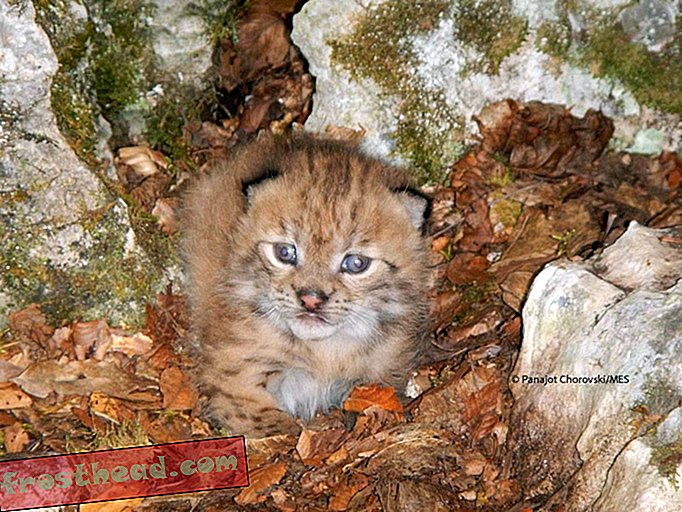Uhanalainen Balkanin ilves-kissanpentu, joka on kuvattu ensimmäistä kertaa vuosikymmenen aikana