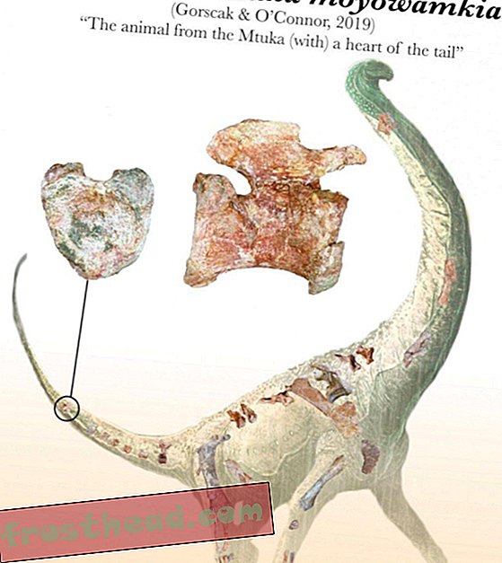 חדשות חכמות, מדע חדשות חכמות - הכירו את הדינוזאור עם עצם הזנב בצורת לב