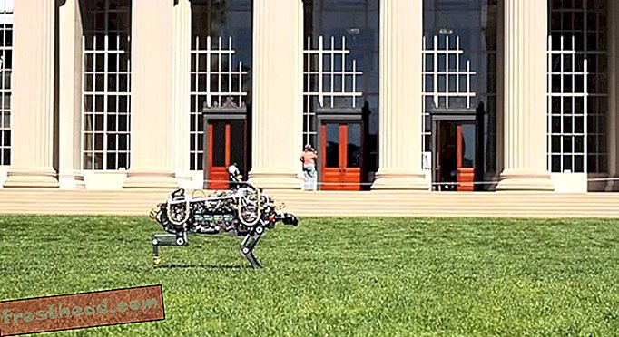 На МИТ-у, робот гепар се спринтира - и скаче по целом кампусу