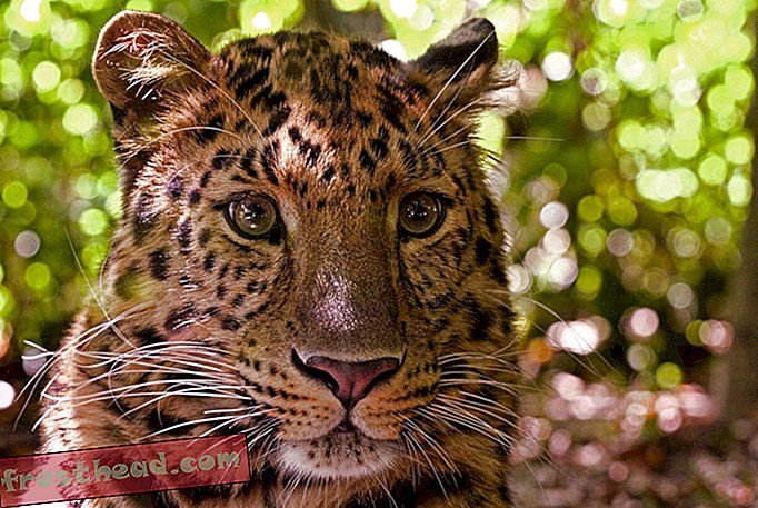 De populatie van een zeldzame luipaard is bijna verdubbeld