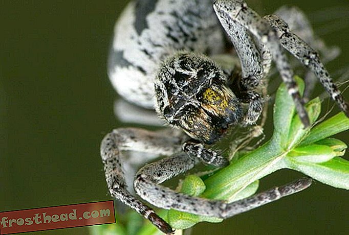 העכביש הזה מאכיל את תינוקותיה על ידי הקאה במעיים שלה