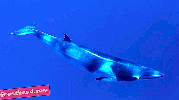 El sonido complejo no identificado de la trinchera más profunda de la Tierra puede ser una nueva llamada de ballenas