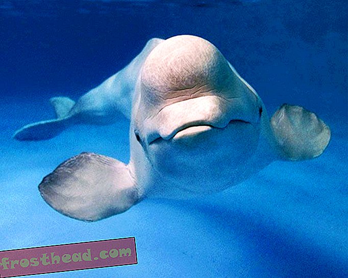 Котешкият паразит, който причинява токсоплазмоза, се появява в китовете Beluga