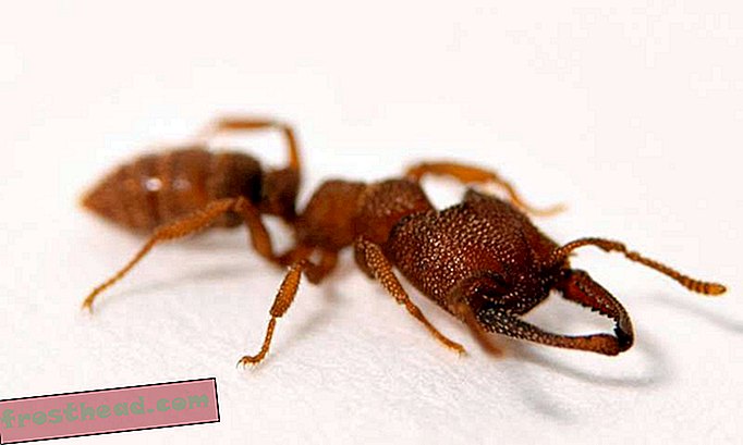 nutikad uudised, nutikad uudisteadused - Dracula sipelga lõualuu on loomade kuningriigis kõige kiiremini teadaolev kinnitus