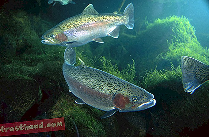 noticias inteligentes, ciencia de noticias inteligentes - Los peces comen mamíferos con regularidad
