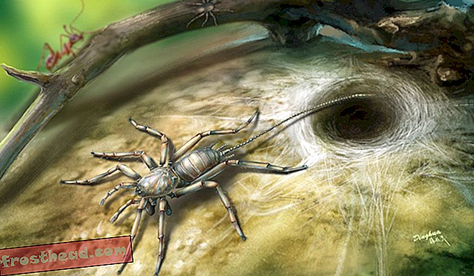 интелигентни новини, умни новини - Намерено: 100-милионна възраст паякообразна с опашка
