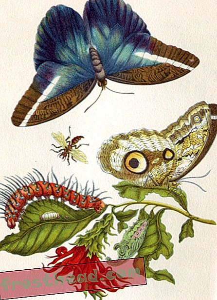 Γνωρίστε τον Γυναικείο Εντομολόγο του 17ου αιώνα, ο οποίος απεικόνισε κύκλους ζωής πεταλούδας